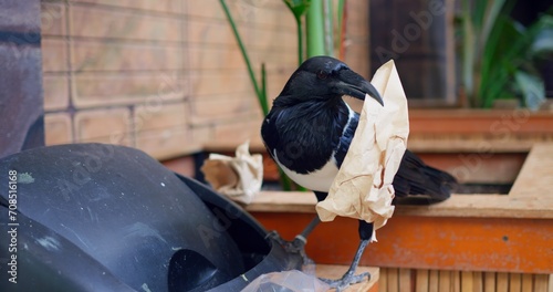 Wall Mural Magpie took food paper out of trash can, smart magpie gets food from garbage, birds feeding on human waste contributes to extinction of birds