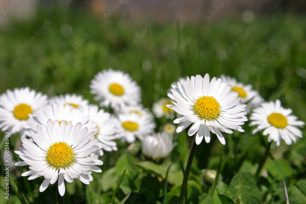 daisies in a field daisies in a field