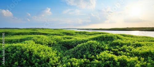 A large assortment of green sea purslane in a coastal salt marsh. photo