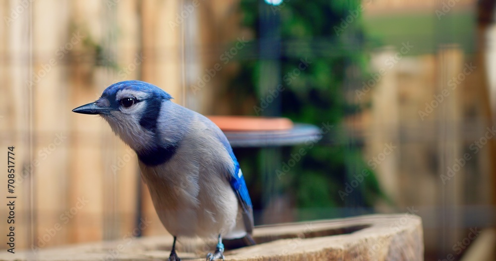 Obraz premium Blue jay captured in close-up symbol of Toronto Blue Jays baseball team Blue jay's poise against blurred backdrop showcases wildlife's allure. Blue jay testament to splendor of birds.