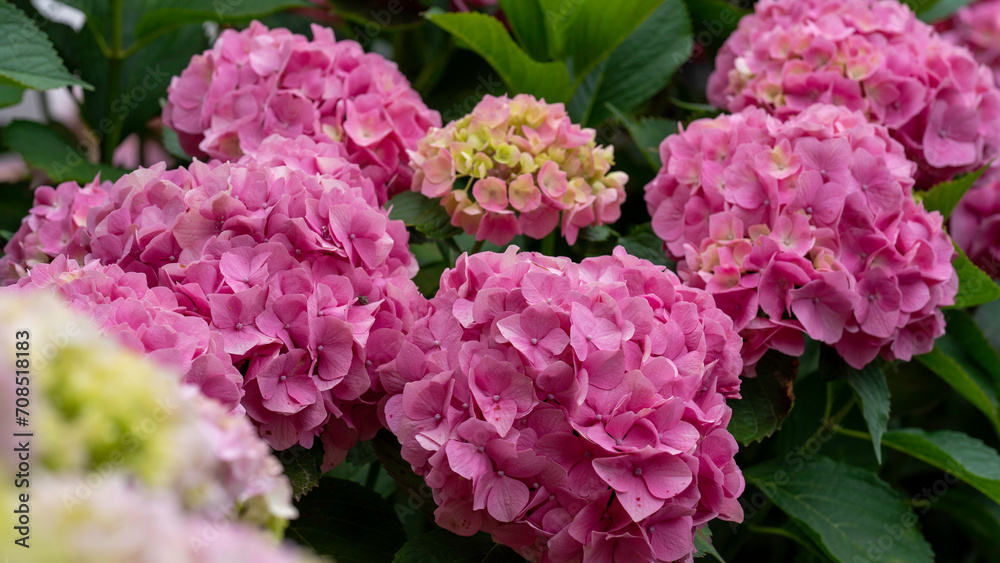 Pink Hydrangea spotted in a garden in George, Western Cape, South Africa Pink Hydrangea spotted in a garden in George, Western Cape, South Africa