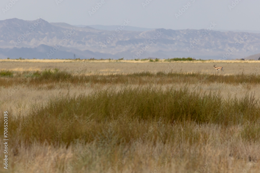 Goitered gazelle in Vashlovani national park of Georgia in semi-desert field