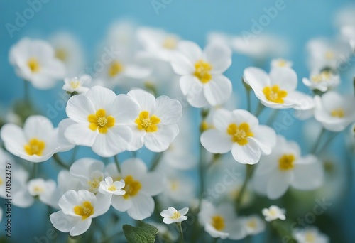 Spring forest white flowers primroses on a beautiful blue background Macro Blurred gentle sky-blue b