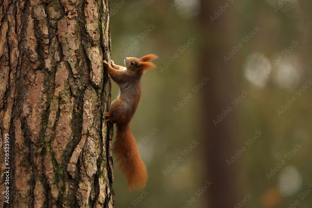 Cute red squirrel (Sciurur vulgaris) climbing on tree trunk bark in autumn forest. Photo with nice blured colors in background.