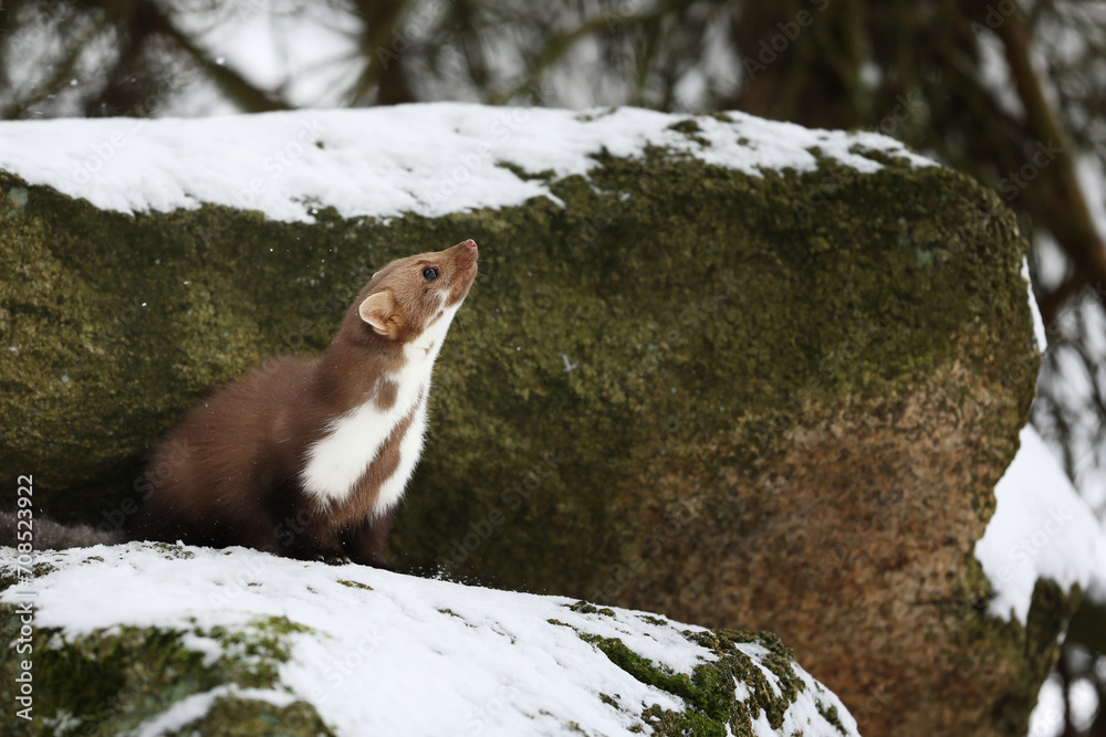 Beautiful cute forest animal. Beech marten, Martes foina, in witer forest. Small predator in forest. Wildlife scene from Czech republic
