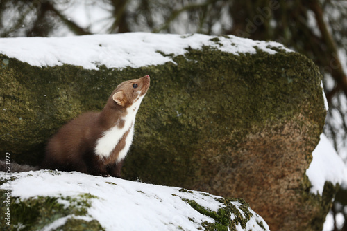 Obraz na płótnie Beautiful cute forest animal. Beech marten, Martes foina, in witer forest. Small predator in forest. Wildlife scene from Czech republic w salonie
