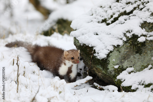 Beautiful cute forest animal. Beech marten, Martes foina, in witer forest. Small predator  in forest. Wildlife scene from Czech republic