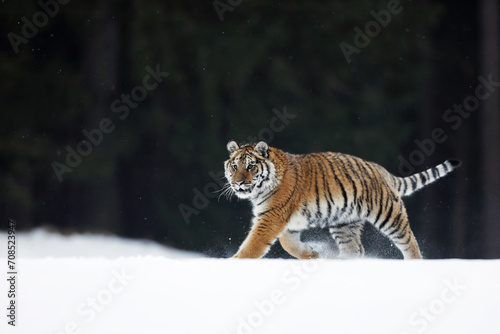 Siberian tiger in the snow in winter  walking through taiga. Cold weather with dangerous predator. Panthera tigris altaica. Russia