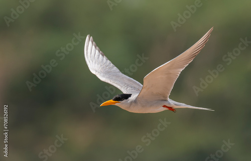 River tern bird in flight © Sahil Zutshi