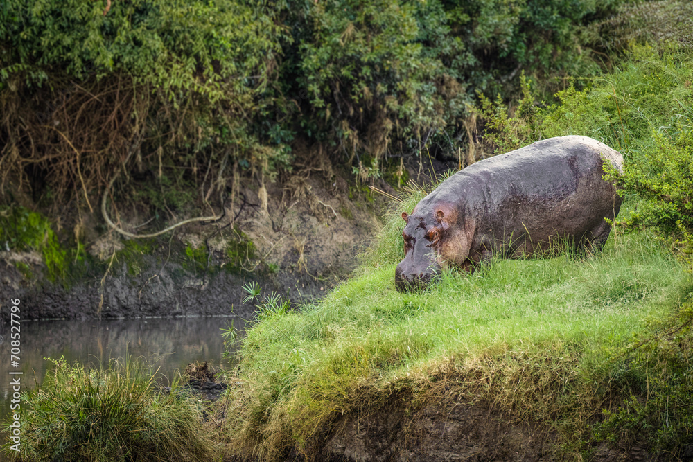 Common hippopotamus (Hippopotamus amphibius) out of the water in the evening, Olare Motorogi Conservancy, Kenya. Common hippopotamus (Hippopotamus amphibius) out of the water in the evening, Olare Motorogi Conservancy, Kenya.