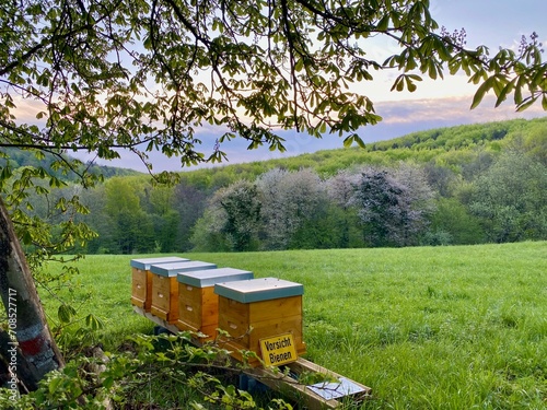 Bienenstand im Wienerwald photo