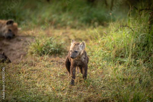 A spotted hyena pup (Crocuta crocuta) exploring, Olare Motorogi Conservancy, Kenya.