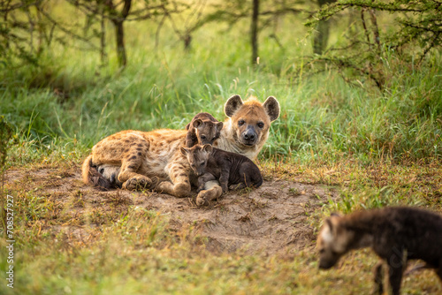 A spotted hyena mother (Crocuta crocuta) with pups at a den, Olare Motorogi Conservancy, Kenya.