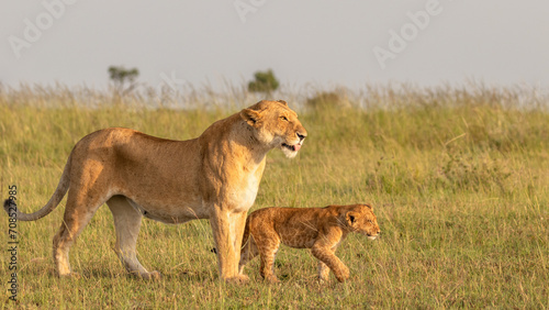 Lioness ( Panthera Leo Leo) with cub enjoying the golden hour of dawn, Olare Motorogi Conservancy, Kenya.