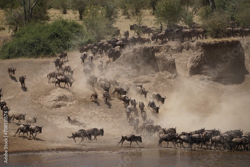african wildlife, gnu antelopes river crossing, stampede