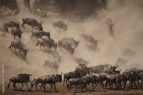 african wildlife, gnu antelopes river crossing, stampede