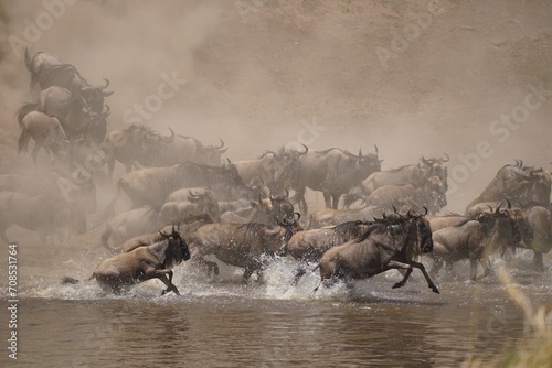 Vászonkép african wildlife, gnu antelopes river crossing, stampede