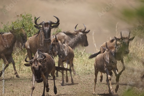 african wildlife, gnu antelopes river crossing, stampede photo