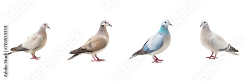 Set of Dove isolated on transparent or white background