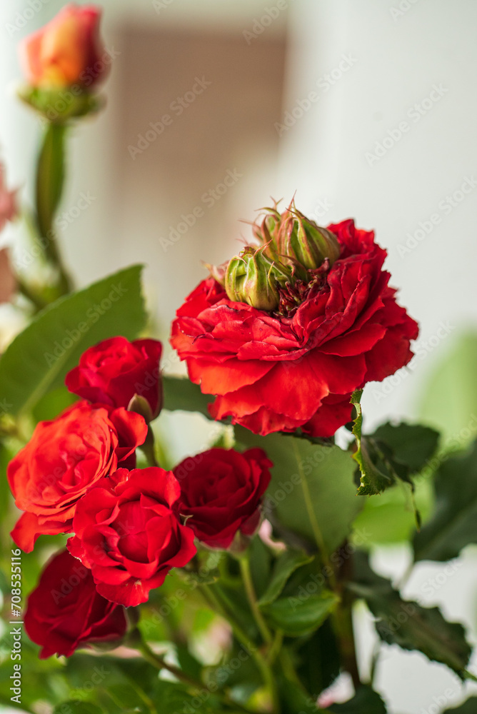 Fototapeta premium fresh rose in the vase
