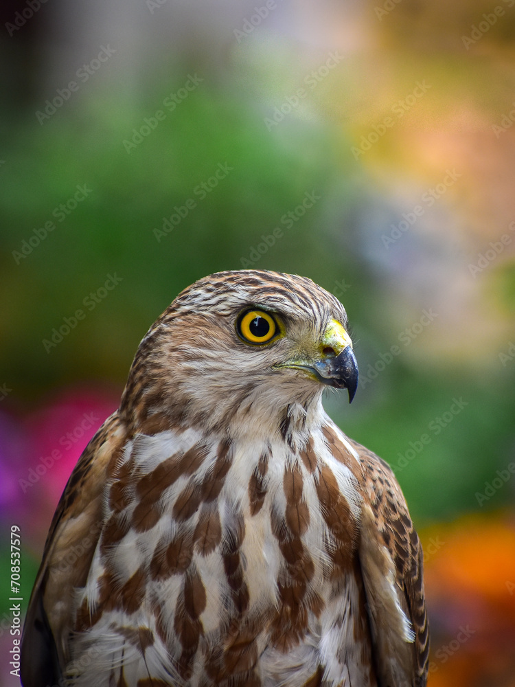 Portrait of a Shikra.