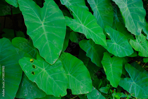 Background Photography. Textured Background. Background of broad-leaved green taro plants. Green taro plants grow wild in the gutter drains. Bandung, Indonesia