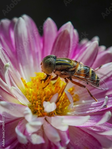 Hoverfly on a pink flower.