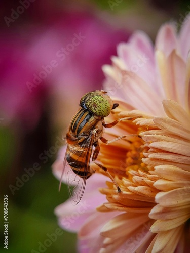 Hoverfly on a flower.