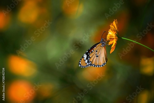 butterfly on an orange flower.