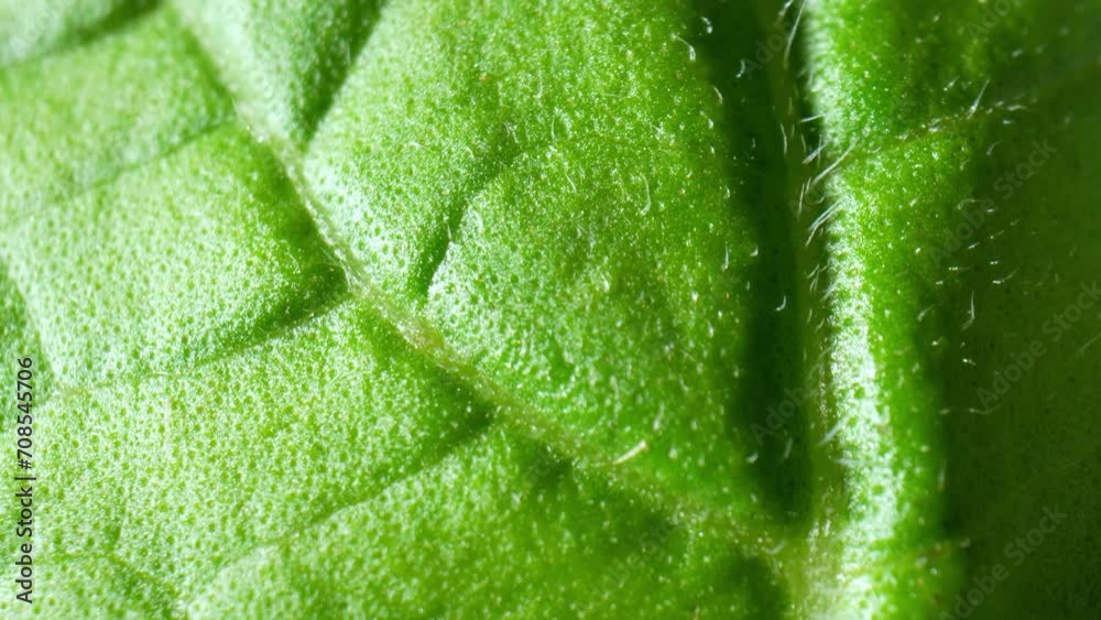 A closeup journey, we immerse ourselves in the lush textures and