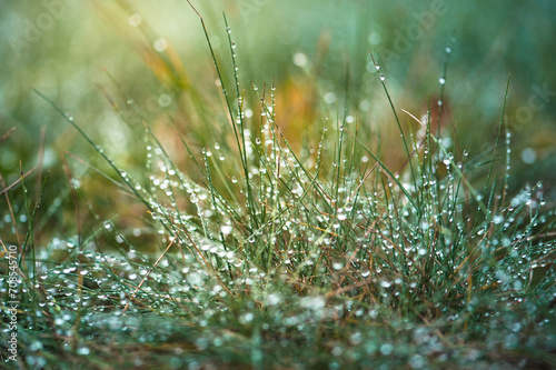 Abstract background with wet grass photo