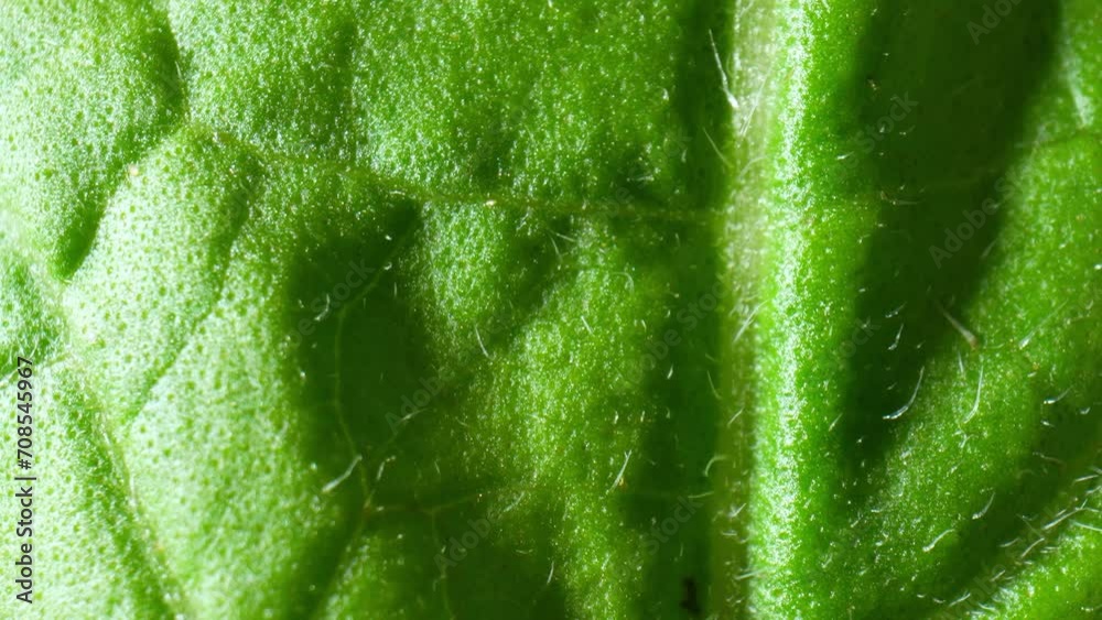 This macro video delves into the intricate world of fresh green leaf ...