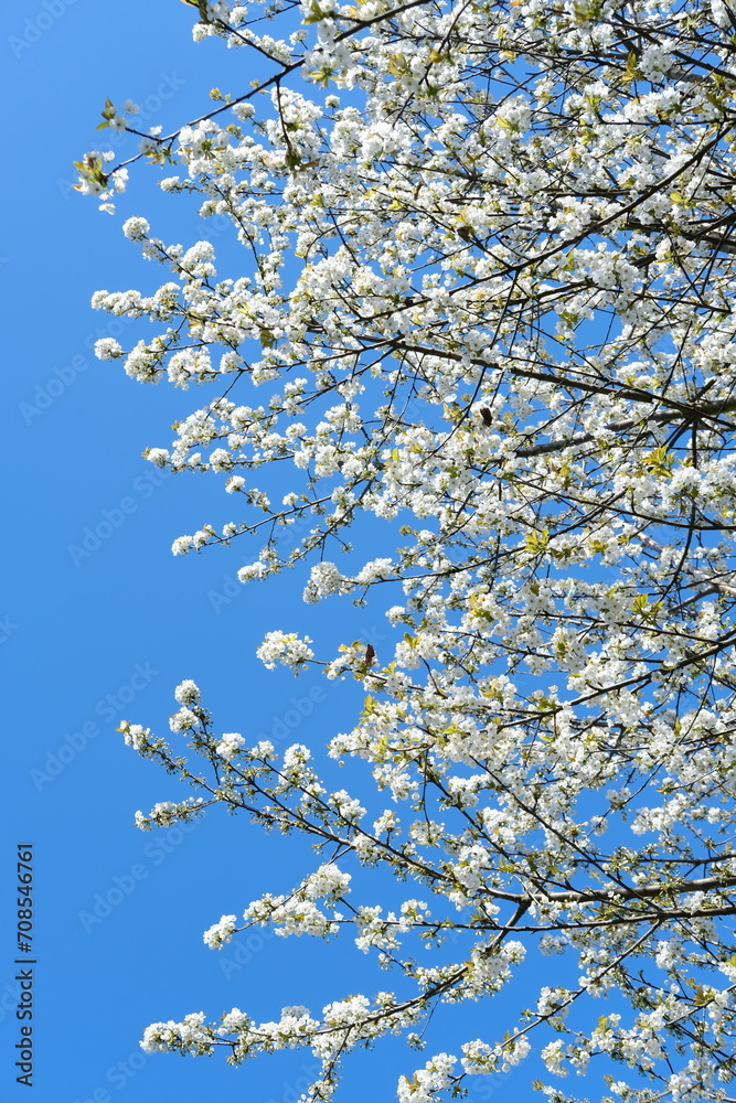 Beautiful blooming branches white blossoms, against backdrop of blue sky, concept Nature's Bloom, Spring Celebrations, nature in detail
