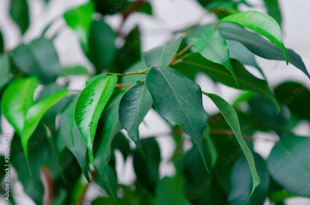 Green leaves of ficus. Close-up, selective focus.