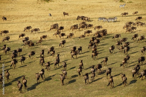 african wildlife, gnu antelopes, great migration