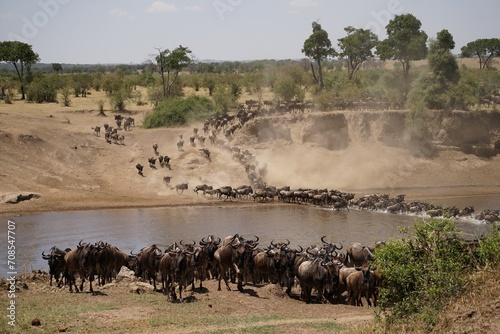 Fényképezés african wildlife, gnu antelopes, great migration, river crossing