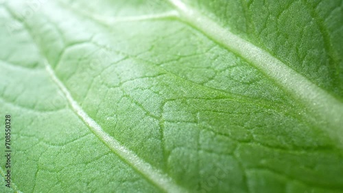 Macro visuals capturing the essence of lush green leafy vegetables. Marvel at the play of light and shadow, revealing the intricate beauty hidden within leaf. Bok choy leaves background.
 photo