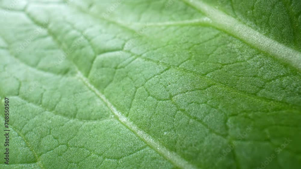 The vibrant world of leafy greens with macro video footage. Discover the luscious textures and vivid shades that make these ingredients a feast for the senses. Bok choy leaves background.
The vibrant world of leafy greens with macro video footage. Discover the luscious textures and vivid shades that make these ingredients a feast for the senses. Bok choy leaves background.