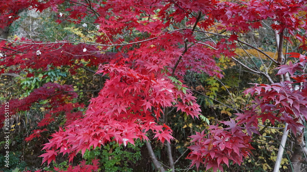 紅葉 紅葉
