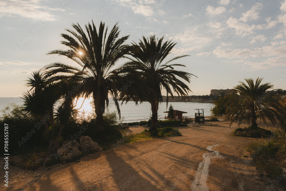 palm trees at sunset - obrazy, fototapety, plakaty 