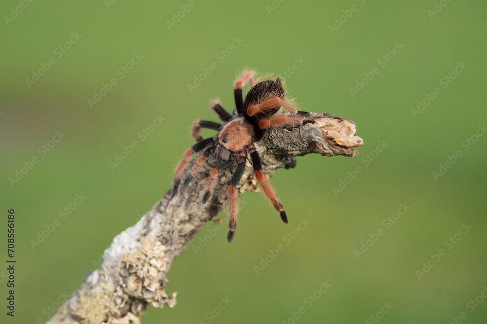 Brachypelma smithi, Mexican redknee tarantula, Sklípkan Smithův, have been called Mexican redknee tarantulas.	