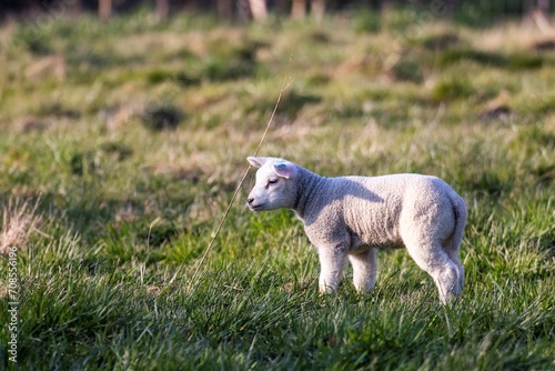 A cute animal portrait of a single white lamb standing alone in a grass field or meadow during a sunny spring day. The small young mammal is looking around.