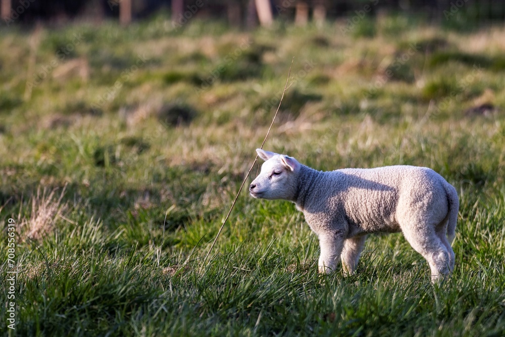 Obraz premium An animal closeup portrait of a single cute white lamb standing in a grass field or meadow during a sunny spring day. The small young mammal is looking around.