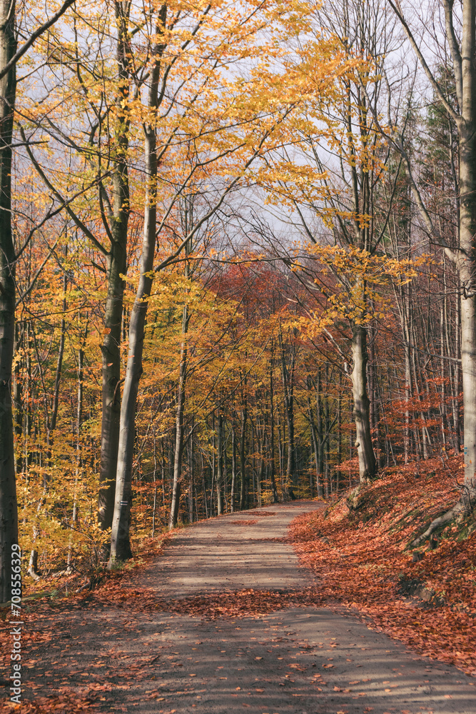 Obraz premium path in autumn forest