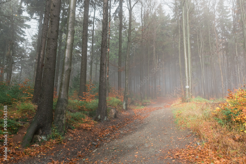 Fototapeta premium path in the forest
