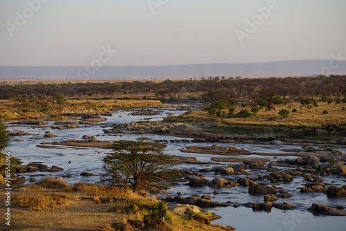 african wildlife, gnu antelopes, wildebeests, great migration