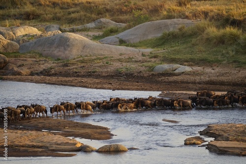 african wildlife, gnu antelopes, wildebeests, great migration