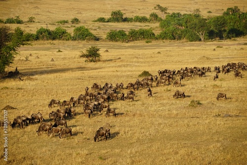 african wildlife, wildebeests, great migration © JaDeLissen