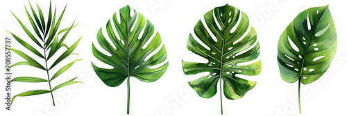 Different palm leaves, monstera, exotic plants on transparent background.PNG