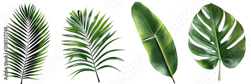 Different palm leaves, monstera, exotic plants on transparent background.PNG photo